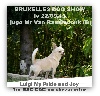 - BRUXELLES DOG SHOW le 22/09/13