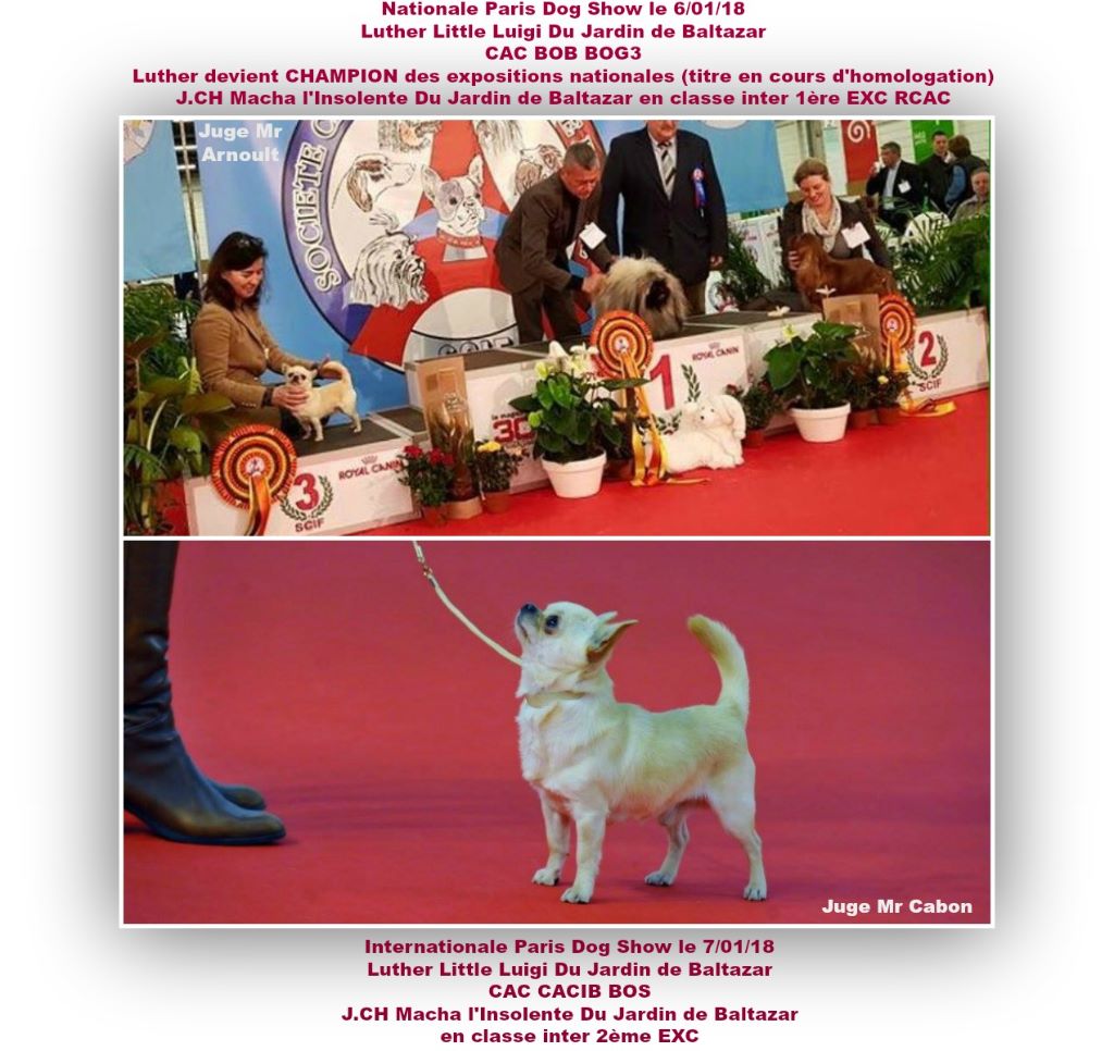 PARIS DOG SHOW janvier 2018 