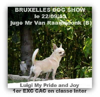 du Jardin de Baltazar - BRUXELLES DOG SHOW le 22/09/13