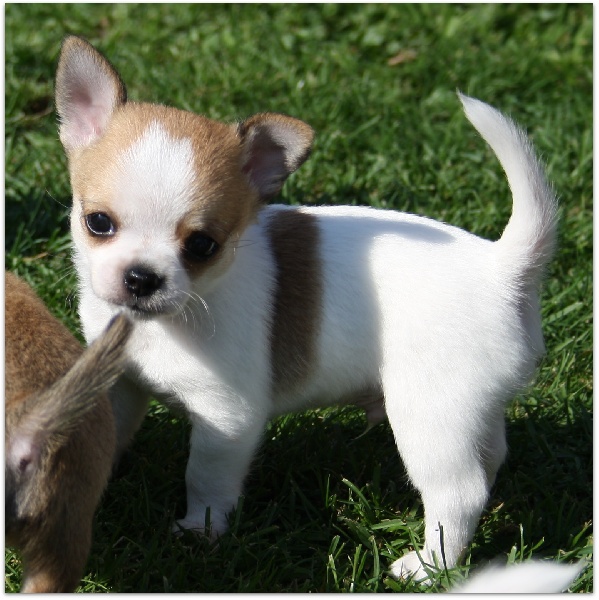 CHIOTS 2011