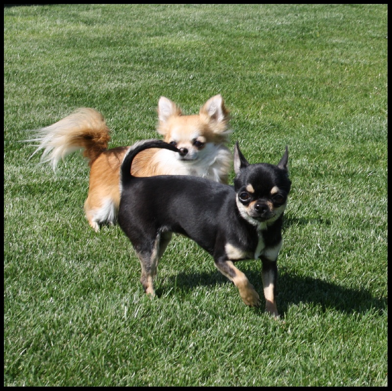 CHIOTS ET ADULTES